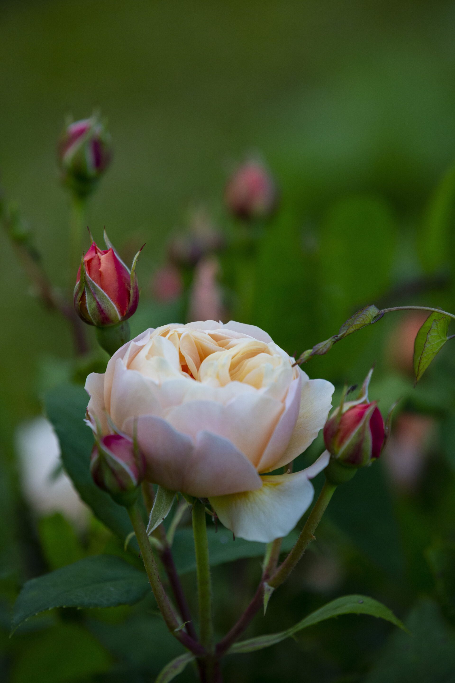 Culpeper Garden