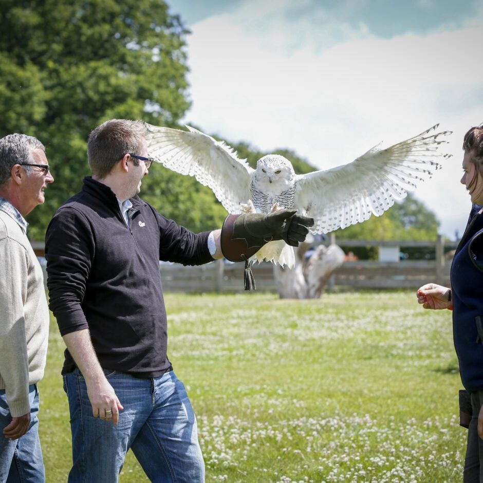 Leeds Castle Falconry Experience