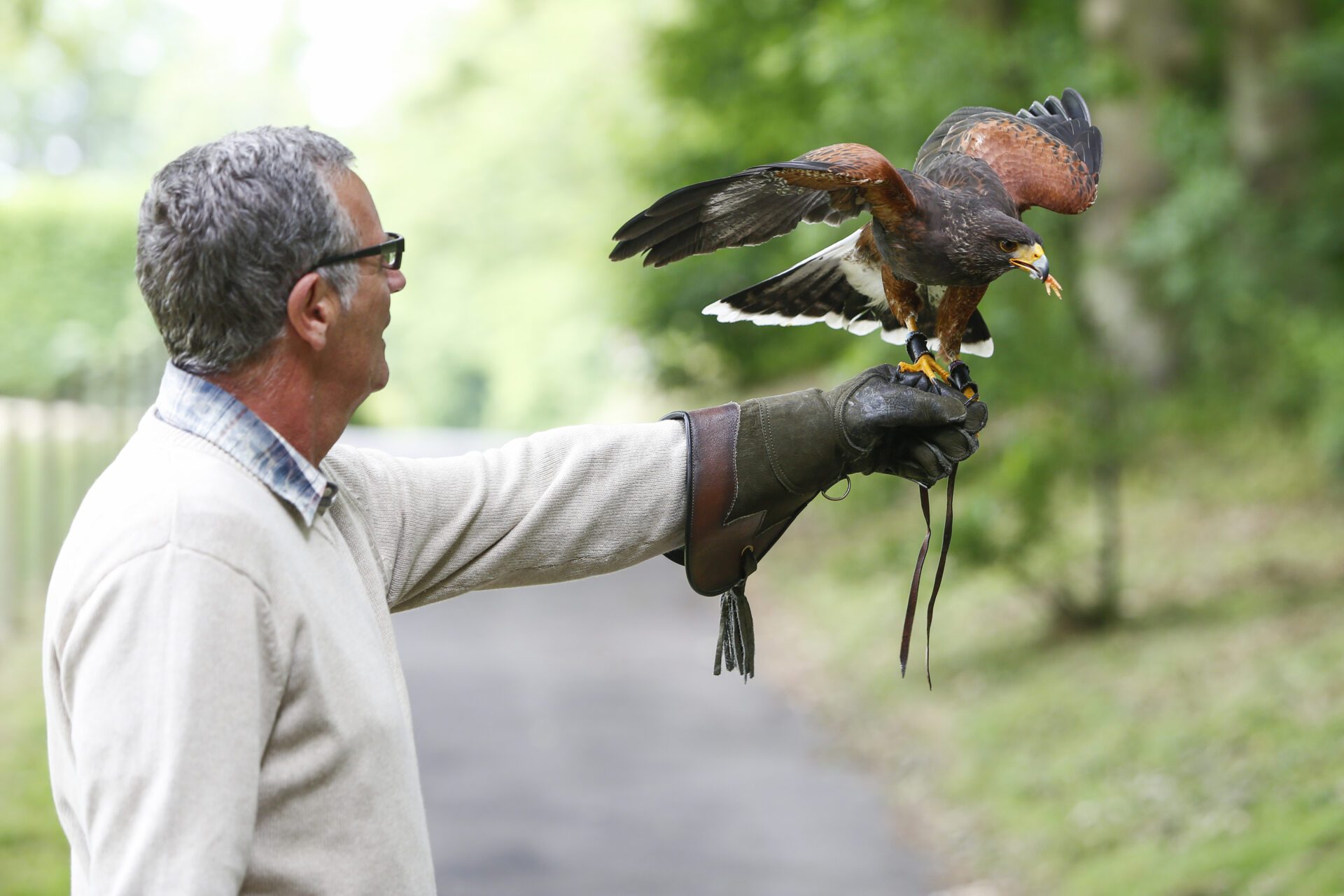 Leeds Castle Falconry Experience 