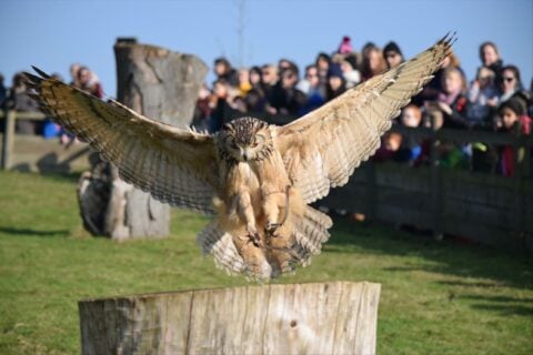 Owl Landing at Falconry - Leeds Castle