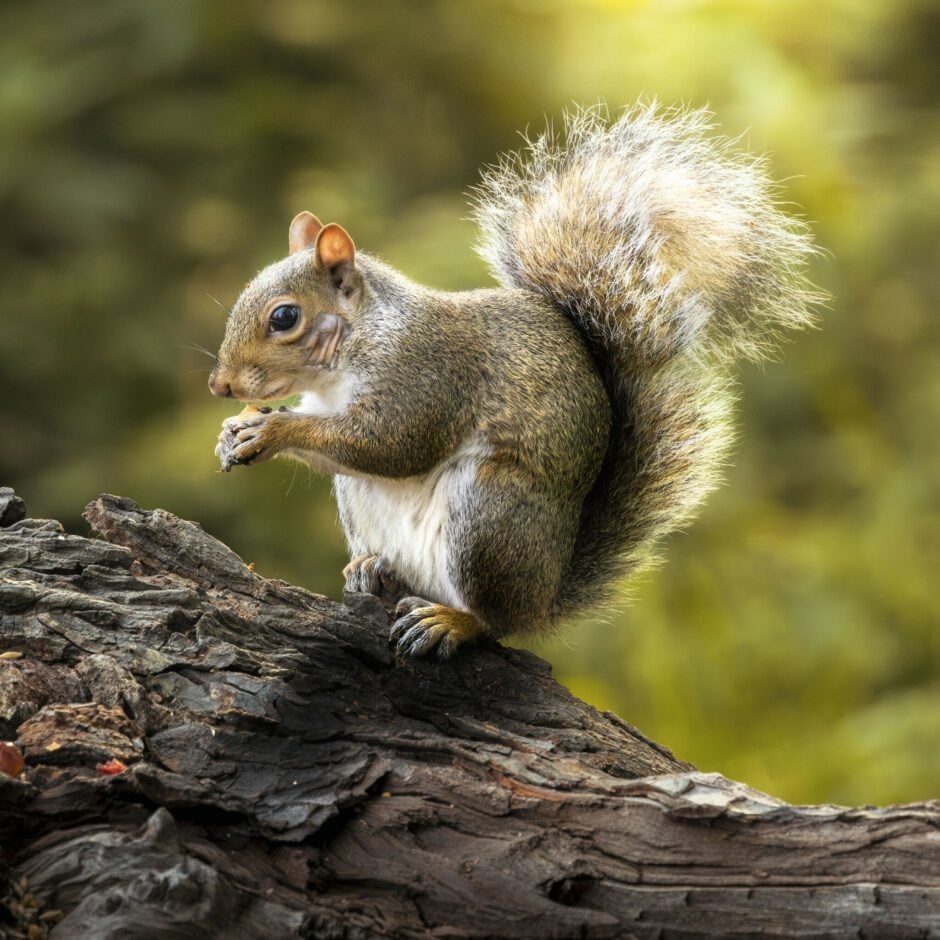 wildlife photography hides