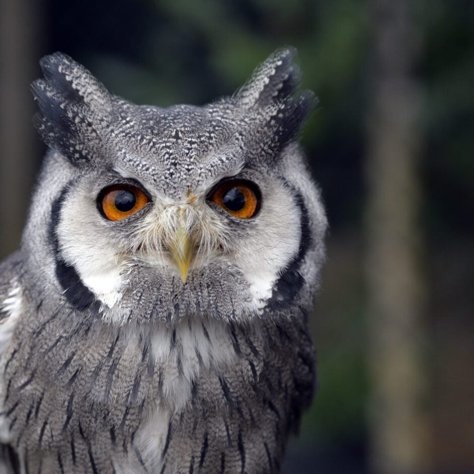 Merlin - White Faced Scops Owl